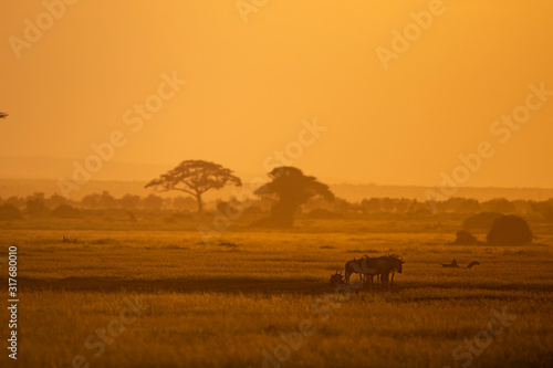 Wildebeest are standing in the very warm evening light at  Amboseli National Park  Kenya  Africa