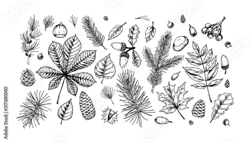 Big set of hand drawn forest design elements. Vector illustration in sketch style isolated on white background. Includes leaves, cones, branches, acorns, chestnuts