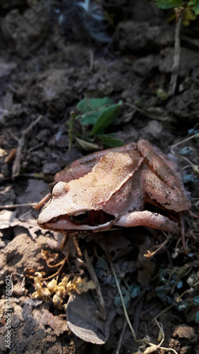 Small light brown frog on a ground sitting in the sun