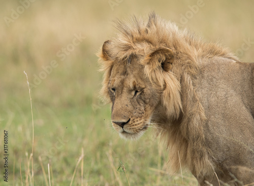 A lion in savannah grassland  Masai Mara  Kenya