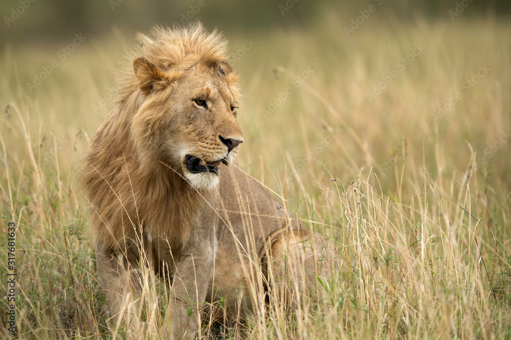 Fototapeta premium Portrait of a subadult lion at Masai Mara grassland, Kenya