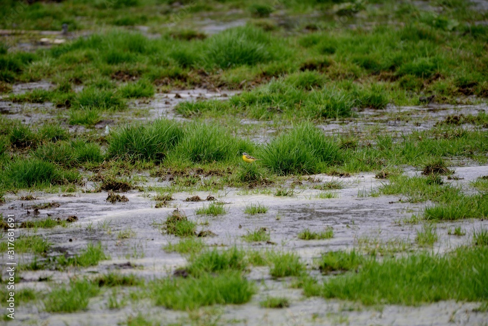 yellow wagtail in wetland