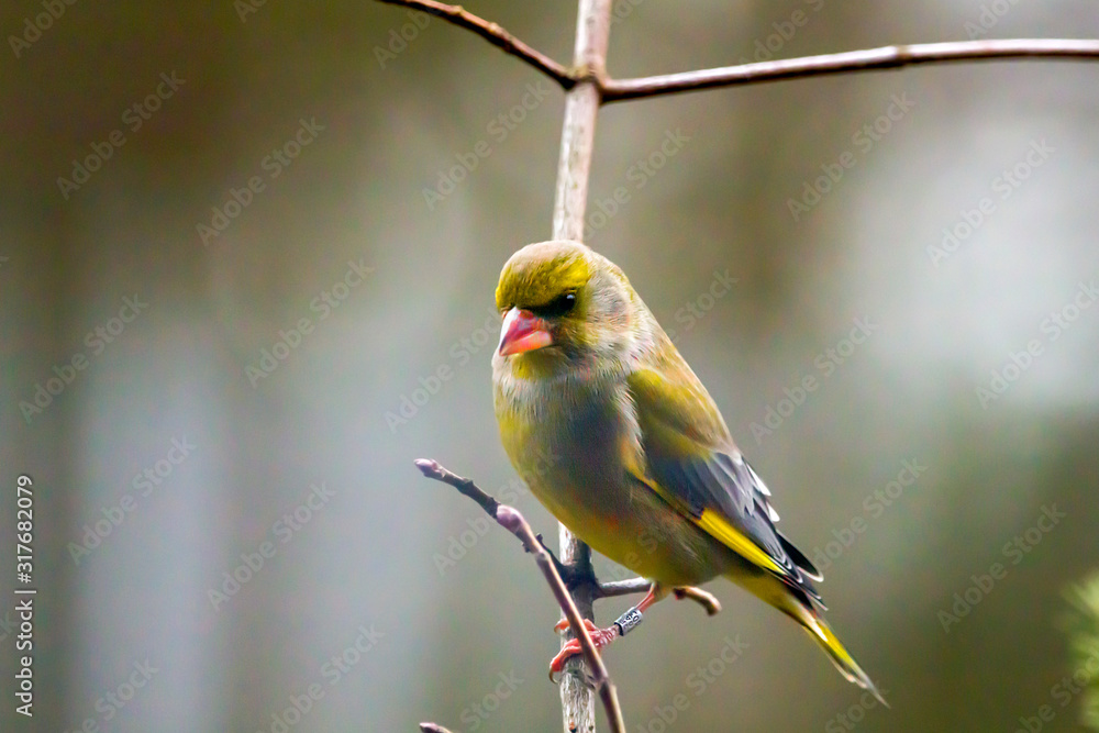 Obraz premium Greenfinch bird rests on a branch.