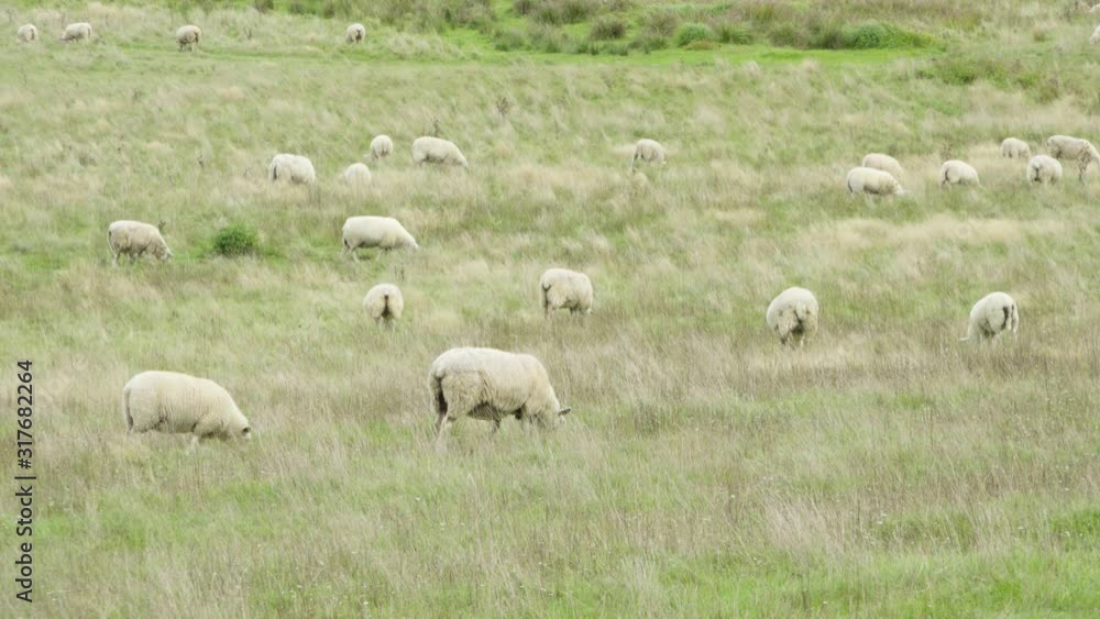 Sheep eat in a field of tall grass. Sheep eat in a field of tall grass.