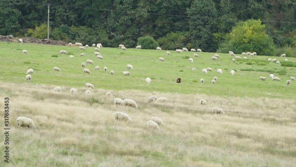 Sheep walk around and eat in a field of tall grass and a green meadow behind it. Forest in the background. Sheep walk around and eat in a field of tall grass and a green meadow behind it. Forest in the background.