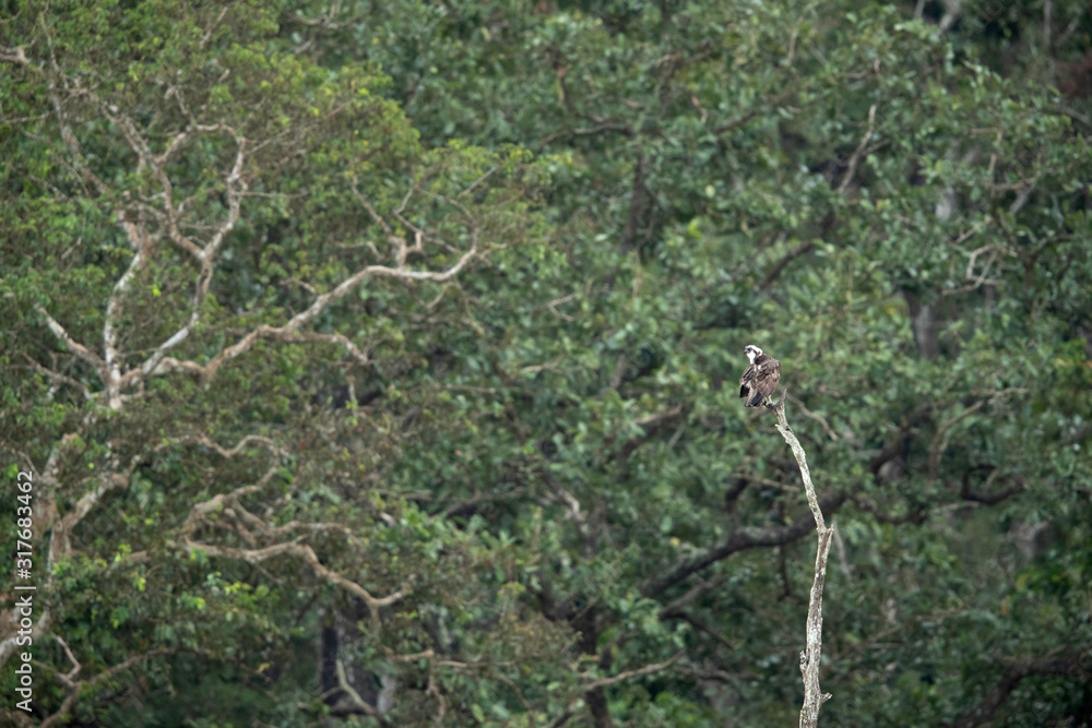 Osprey perched on a tall tree at backwaters of Kabini forest reserve Osprey perched on a tall tree at backwaters of Kabini forest reserve