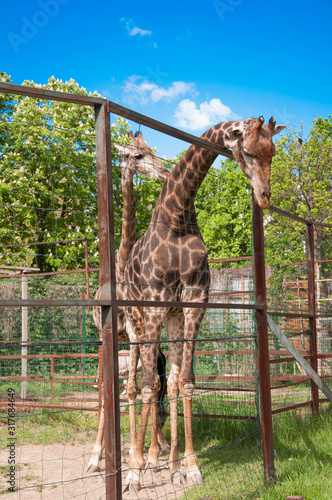 giraffe on the background of sky and trees, stands in the corral, close-up