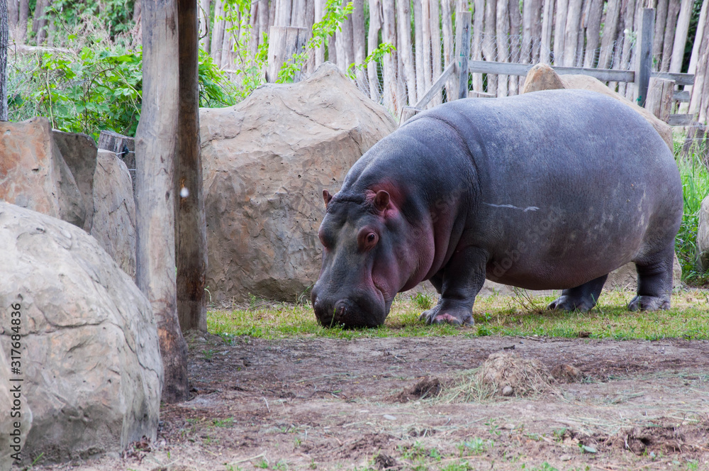Big hippo walks on land, sleeps, lies on the grass and drinks water, close-up Big hippo walks on land, sleeps, lies on the grass and drinks water, close-up