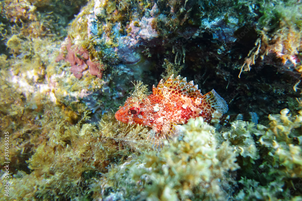 Red scorpionfish-Rascasse rouge (Scorpaena Notata), Pico island, Azores. Red scorpionfish-Rascasse rouge (Scorpaena Notata), Pico island, Azores.