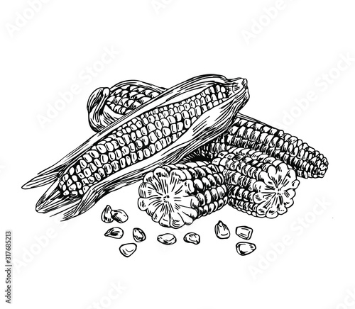 Corn with seeds in line art style. © Ilona
