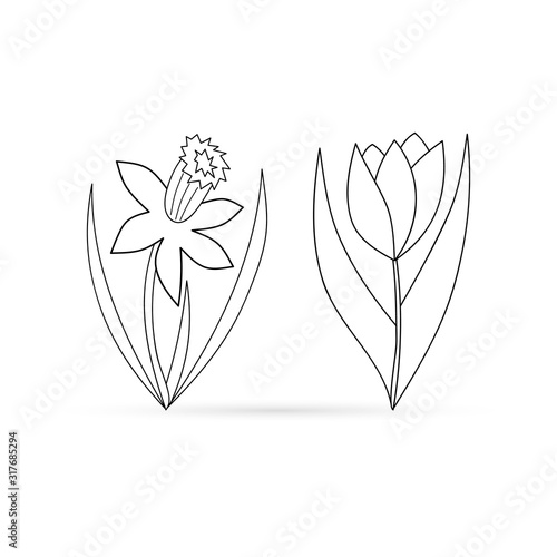 Outline narcissus and tulip isolated on white, coloring doodle flower set, hand drawing art line, flower collection, vector stock illustration