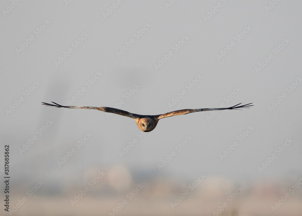 Eurasian Marsh harrier in flight at Asker Marsh, Bahrain Eurasian Marsh harrier in flight at Asker Marsh, Bahrain