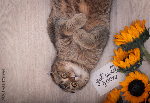 Upside down kitty wishing healthy recovery