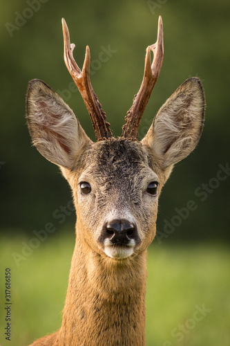 Roe buck Roe deer (Capreolus capreolus) photo