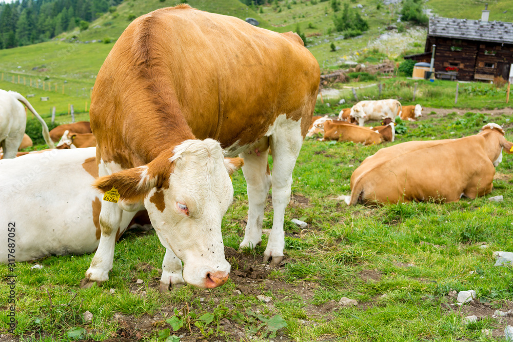 Portrait of cows lazily resting on mountain pasture. Portrait of cows lazily resting on mountain pasture.