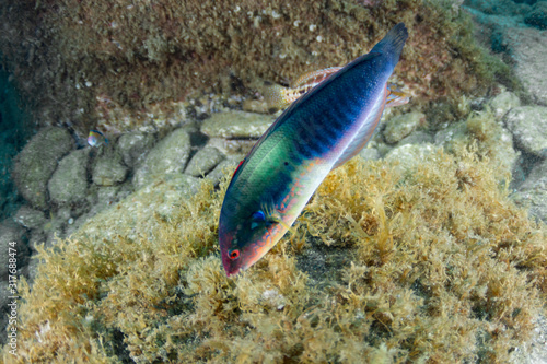 Ornate wrasse-Girelle paon (Thalassoma pavo) Pico Island, Azores Archipelago.