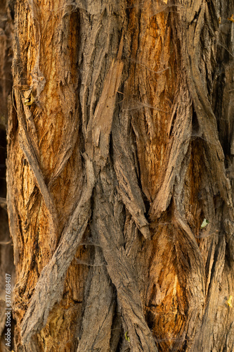 Embossed texture of the bark of oak. Panoramic photo of the oak texture. Tree bark of tree close-up. Old bark with cracks. Brown natural wood background. Selective focus image. Copy space. Vertical