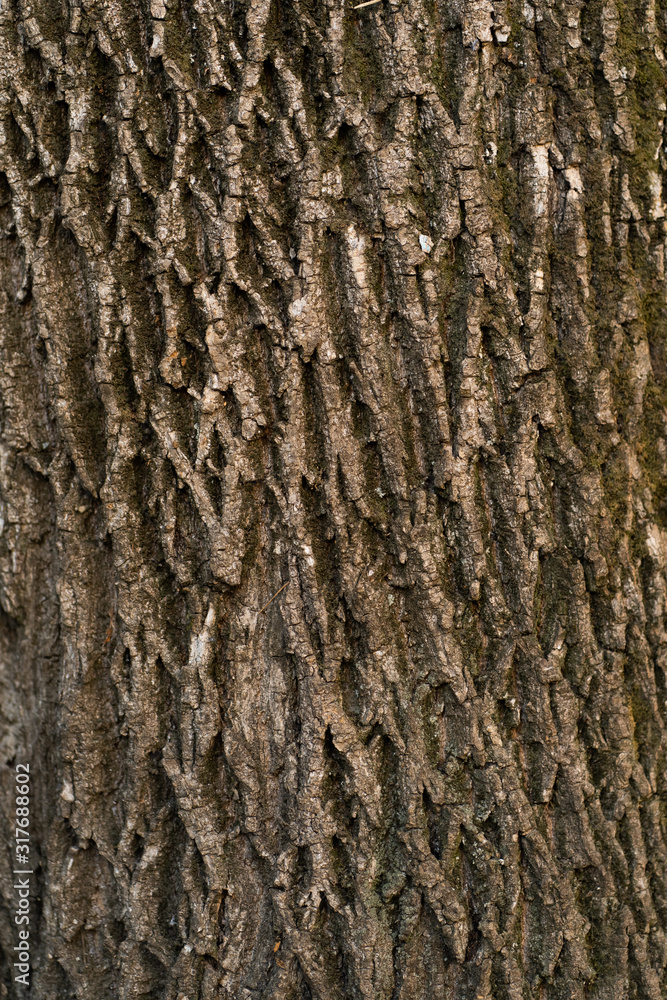 Embossed texture of the bark of oak. Panoramic photo of the oak texture. Tree bark of tree close-up. Old bark with cracks. Brown natural wood background. Selective focus image. Copy space. Vertical Embossed texture of the bark of oak. Panoramic photo of the oak texture. Tree bark of tree close-up. Old bark with cracks. Brown natural wood background. Selective focus image. Copy space. Vertical