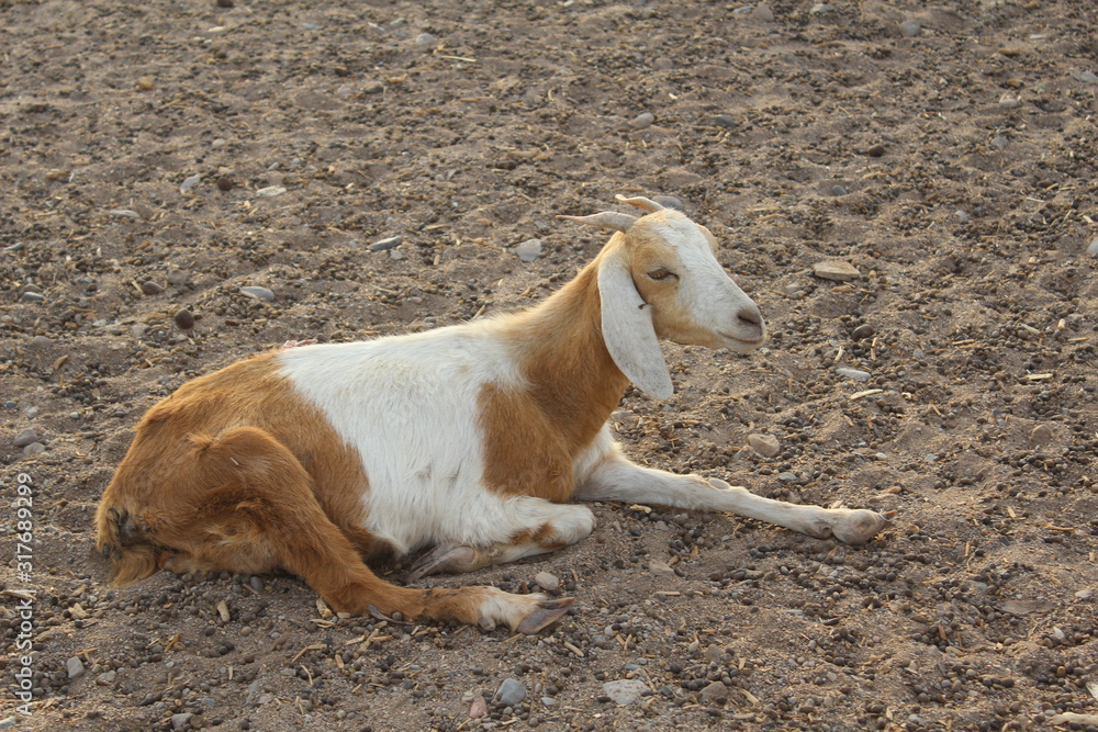 Beautiful white and brown goat lying on the ground in Shalatin city in Egypt