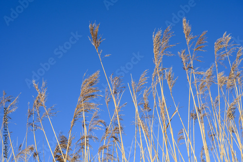 Schilfgras gegen den blauen Himmel