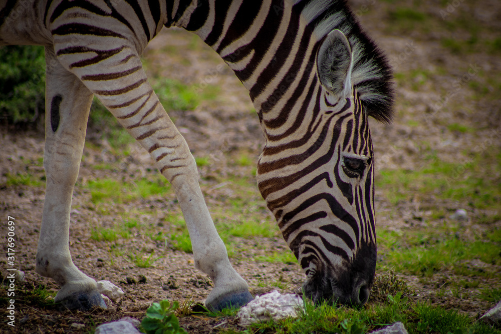 Plains Zebra 