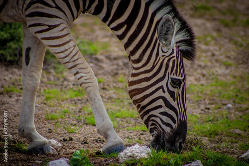 Plains Zebra 