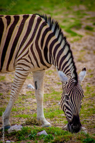 Plains Zebra in Namibia