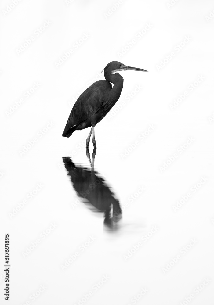 Obraz premium A highkety image of Western reef heron at Asker Marsh, Bahrain