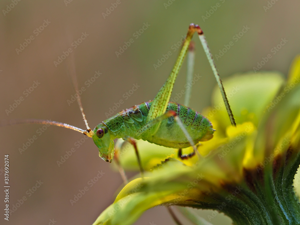 Fototapeta premium Close-up of young Steropleurus andalusius on yellow daisy