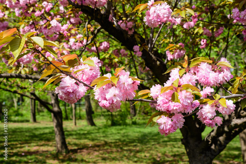 Close up of a branch with pink cherry tree flowers in full bloom and blurred green leaves in a garden in a sunny spring day, beautiful Japanese cherry blossoms floral background, sakura