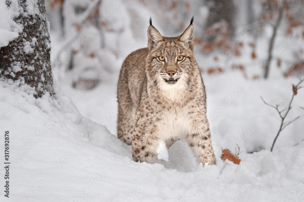 Young Eurasian lynx on snow. Amazing animal, walking freely on snow covered meadow on cold day. Beautiful natural shot in original and natural location. Cute cub yet dangerous and endangered predator. Young Eurasian lynx on snow. Amazing animal, walking freely on snow covered meadow on cold day. Beautiful natural shot in original and natural location. Cute cub yet dangerous and endangered predator.