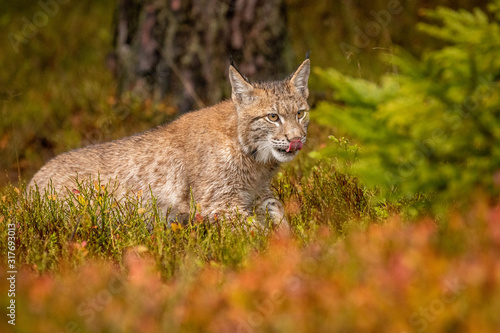 Young Eurasian in autumn. Amazing animal, walking freely on in autumn colored forest. Beautiful natural shot in original and natural location. Cute cub yet dangerous and endangered predator.