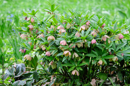 Close up of a large bush of fresh pink flowers of Hellebore plant, commonly known as winter rose, Christmas or Lenten rose, in a garden in a sunny spring day, photographed with soft focus