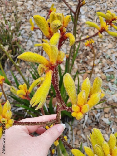 Native Australian Flower