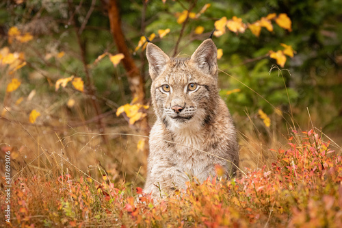 Young Eurasian in autumn. Amazing animal, in autumn colored forest. Beautiful natural shot in original and natural location. Cute cub yet dangerous and endangered predator.