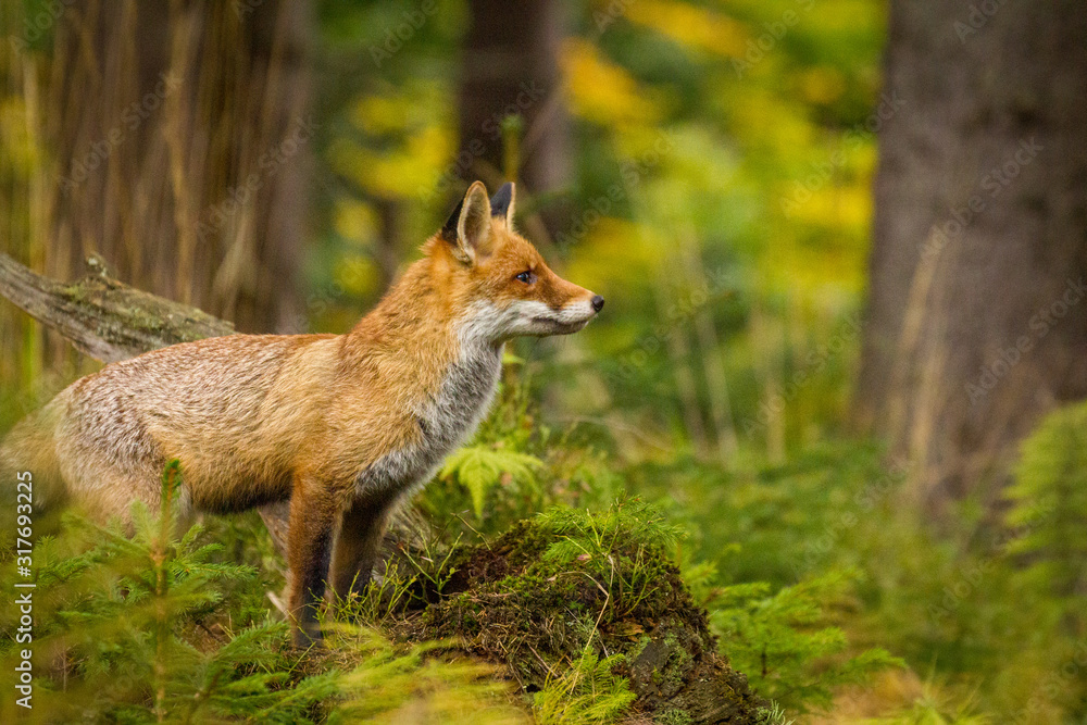 A beautiful orange red fox standing in a forest. Authentic autumn scene from deep nature forest. A beautiful orange red fox standing in a forest. Authentic autumn scene from deep nature forest.