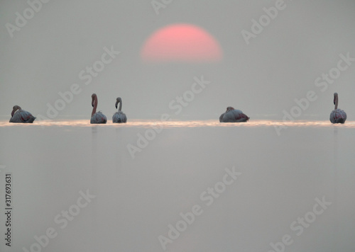 Greater Flamingos and beautiful  sunrise Asker coast, Bahrain