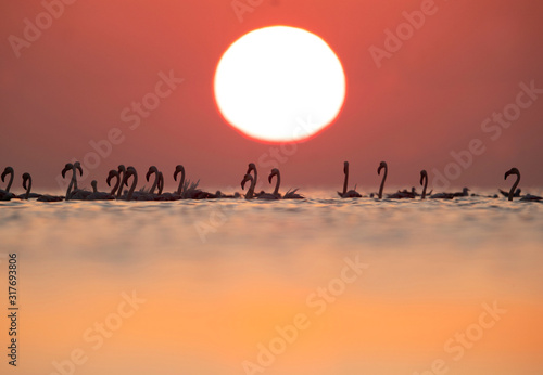 Greater Flamingos and sunrise Asker coast, Bahrain