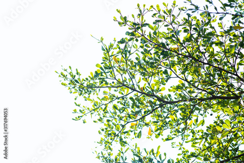 Leaves and branches on a white background with clipping.