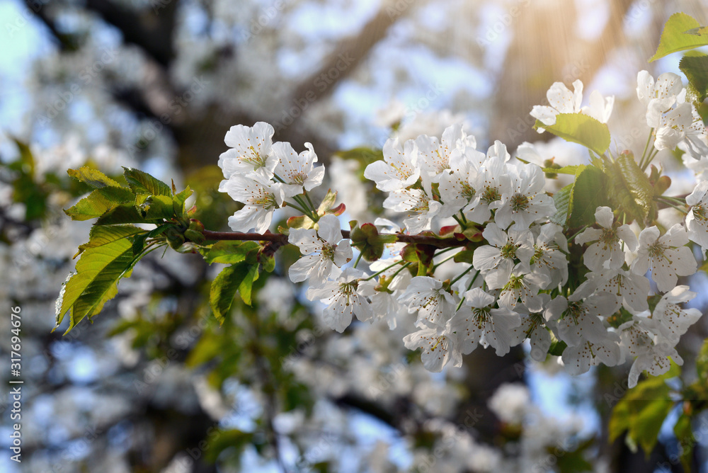 White cherry blossoms in spring sun with blue sky and tender bokeh. White cherry blossoms in spring sun with blue sky and tender bokeh.