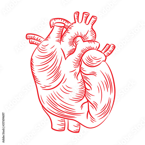 RED HEART Anatomic Structure Medicine Education Diagram Vector Scheme Human Hand Draw Vector Illustration Print