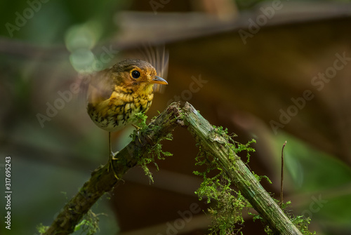 Ochre-breasted Antpitta - Grallaricula flavirostris  small l shy hidden bird from Andean forests  Mindodor.