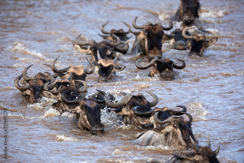 Wildebeests swimming to cross Mara river, Kenya © Dr Ajay Kumar Singh