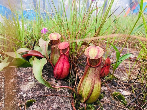 Tropical pitcher plants or monkey cups (Nepenthes rajah) in jungle