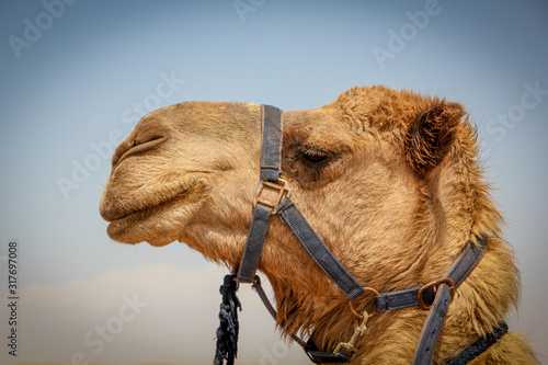 Namibian Camel