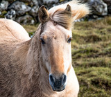 Horse portrait with mane blowing in wind