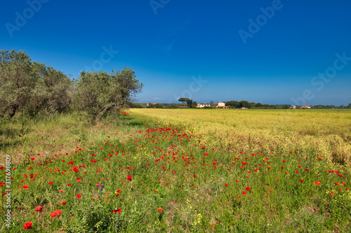Olive poppies wildflowers in the Tuscan countryside Castagneto Carducci Italy