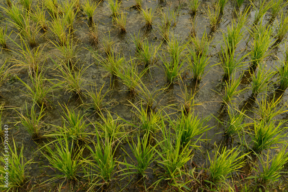 Japanese rice seedlings, Japanese rice field plots in Chiang Rai, Thailand. Japanese rice seedlings, Japanese rice field plots in Chiang Rai, Thailand.
