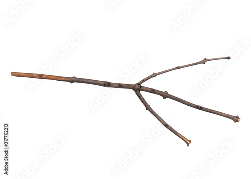 Single dry tree branch, isolated on white background. Stick tree branch from nature for design.