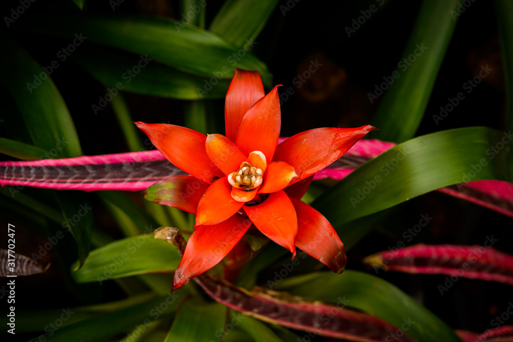 Fototapeta premium Bromelia (family: Bromeliaceae, subfamily: Bromelioideae) flower plant